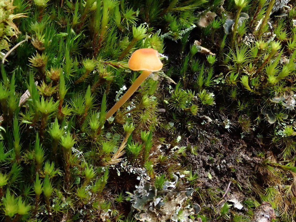 Rickenella fibula · April 2019 · photo: © debk (iNaturalist, cc-by-nc)