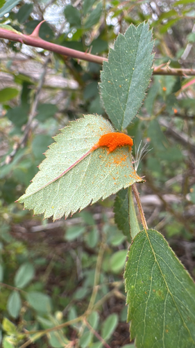 iNaturalist observation photo of Phragmidium