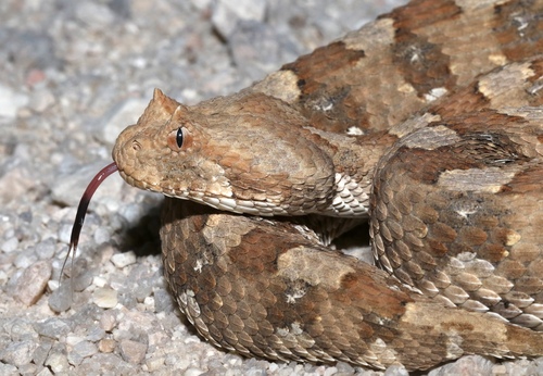 Horned Adder