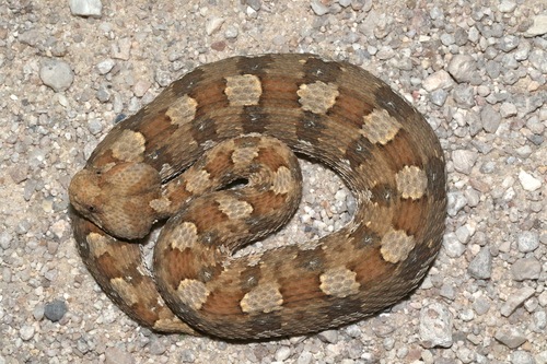 Horned Adder