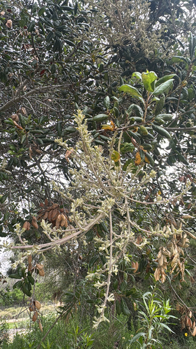 iNaturalist observation photo of Live Oak Witches' Broom Fungus
