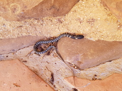 Hemachatus haemachatus