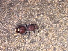 Ephutomorpha ferruginata