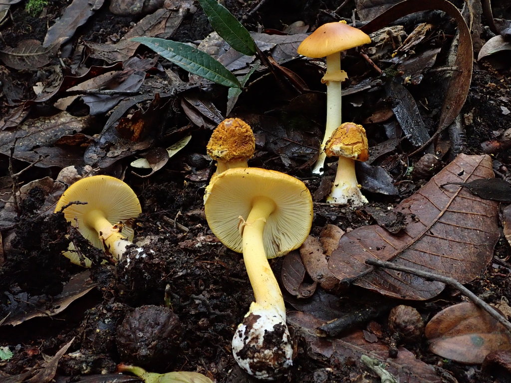 Amanita flavoconia inquinata · April 2019 · photo: © debk (iNaturalist, cc-by-nc)