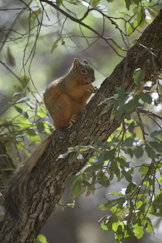 Mexican Fox Squirrel