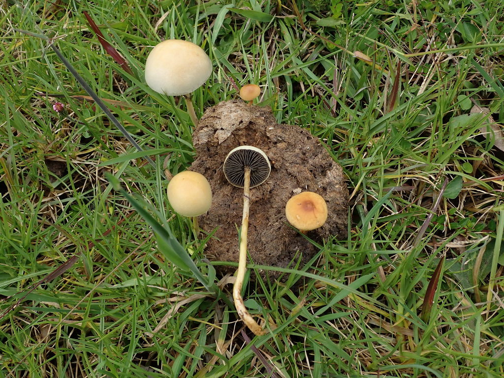 Protostropharia semiglobata · April 2019 · photo: © debk (iNaturalist, cc-by-nc)
