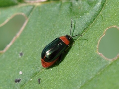 Disonycha politula