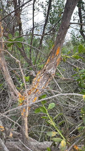 iNaturalist observation photo of coyote brush rust