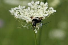 Eristalis oestracea