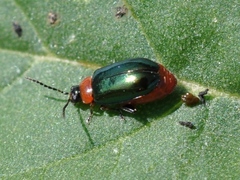 Disonycha politula