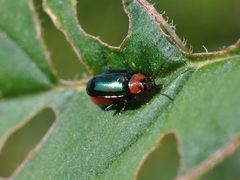 Disonycha politula