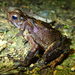 Sulawesian Toad - Photo (c) Tom Kirschey, some rights reserved (CC BY-NC), uploaded by Tom Kirschey