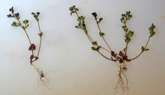 Veronica triphyllos