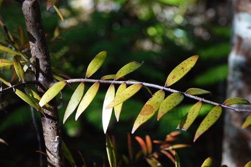 Agathis australis