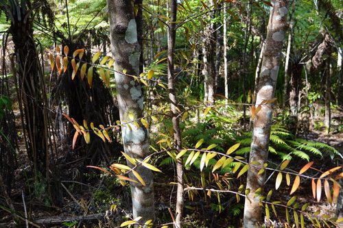 Agathis australis