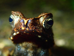 Ingerophrynus celebensis