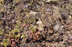 Veronica triphyllos