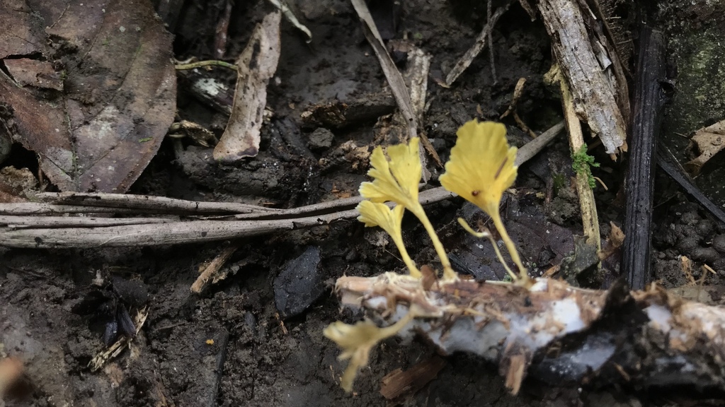 Cotylidia aurantiaca · April 2019 · photo: © debk (iNaturalist, cc-by-nc)