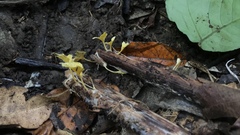 Cotylidia aurantiaca