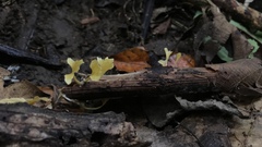 Cotylidia aurantiaca