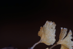 Cotylidia aurantiaca