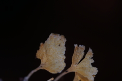 Cotylidia aurantiaca