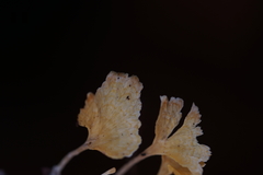 Cotylidia aurantiaca