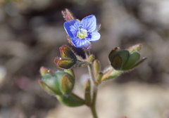 Veronica triphyllos
