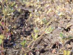 Veronica triphyllos