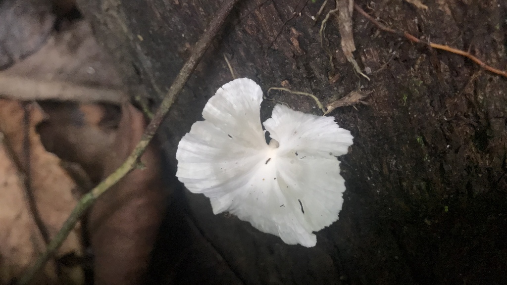 Neocotylidia diaphana · May 2019 · photo: © debk (iNaturalist, cc-by-nc)