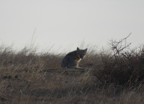 Swift Fox observed by cchand