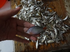 Acheilognathus barbatulus