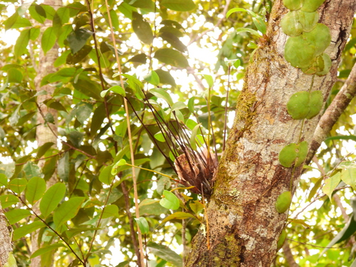 Dendrobium mekynosepalum