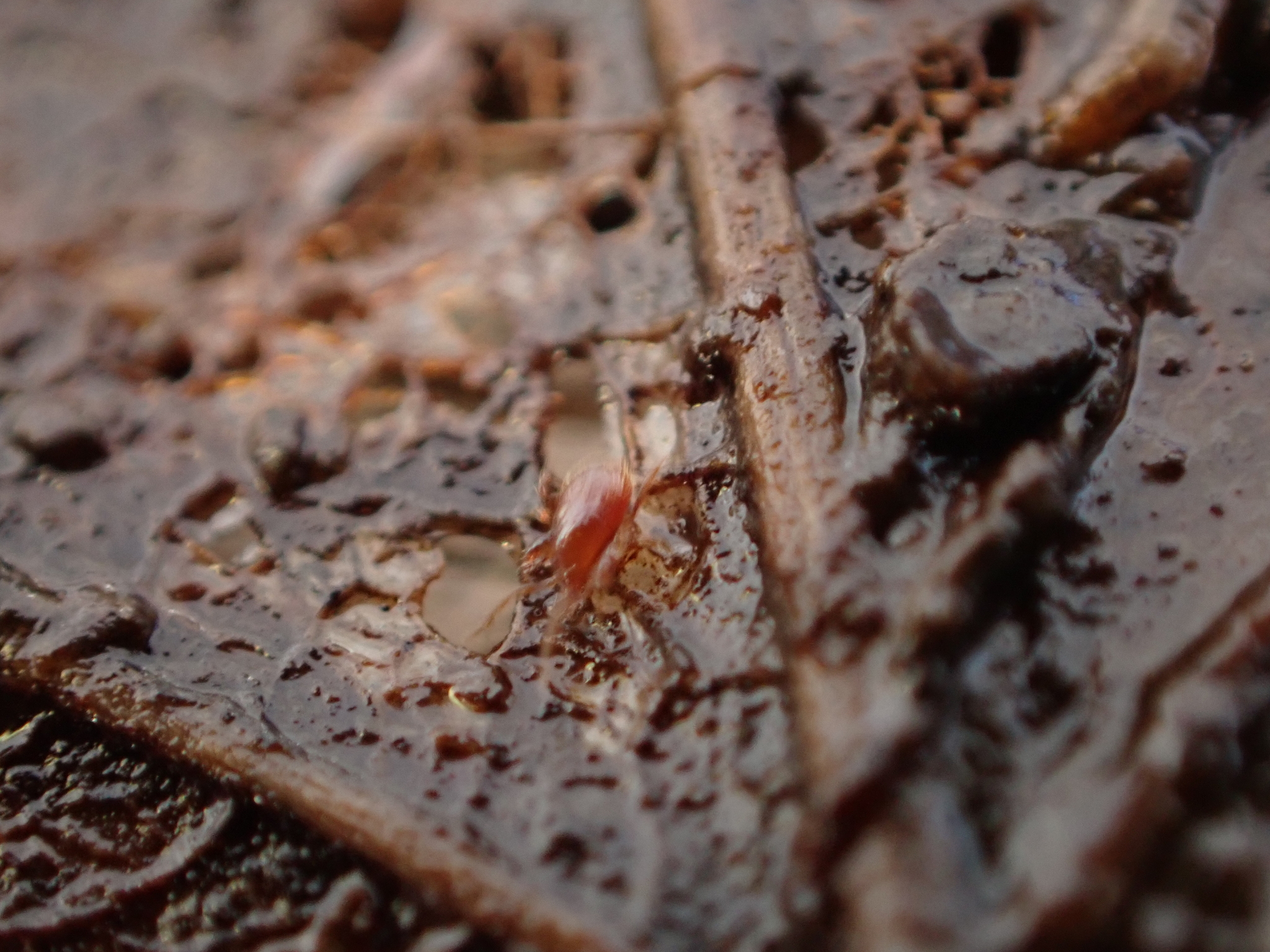 Parasitidae