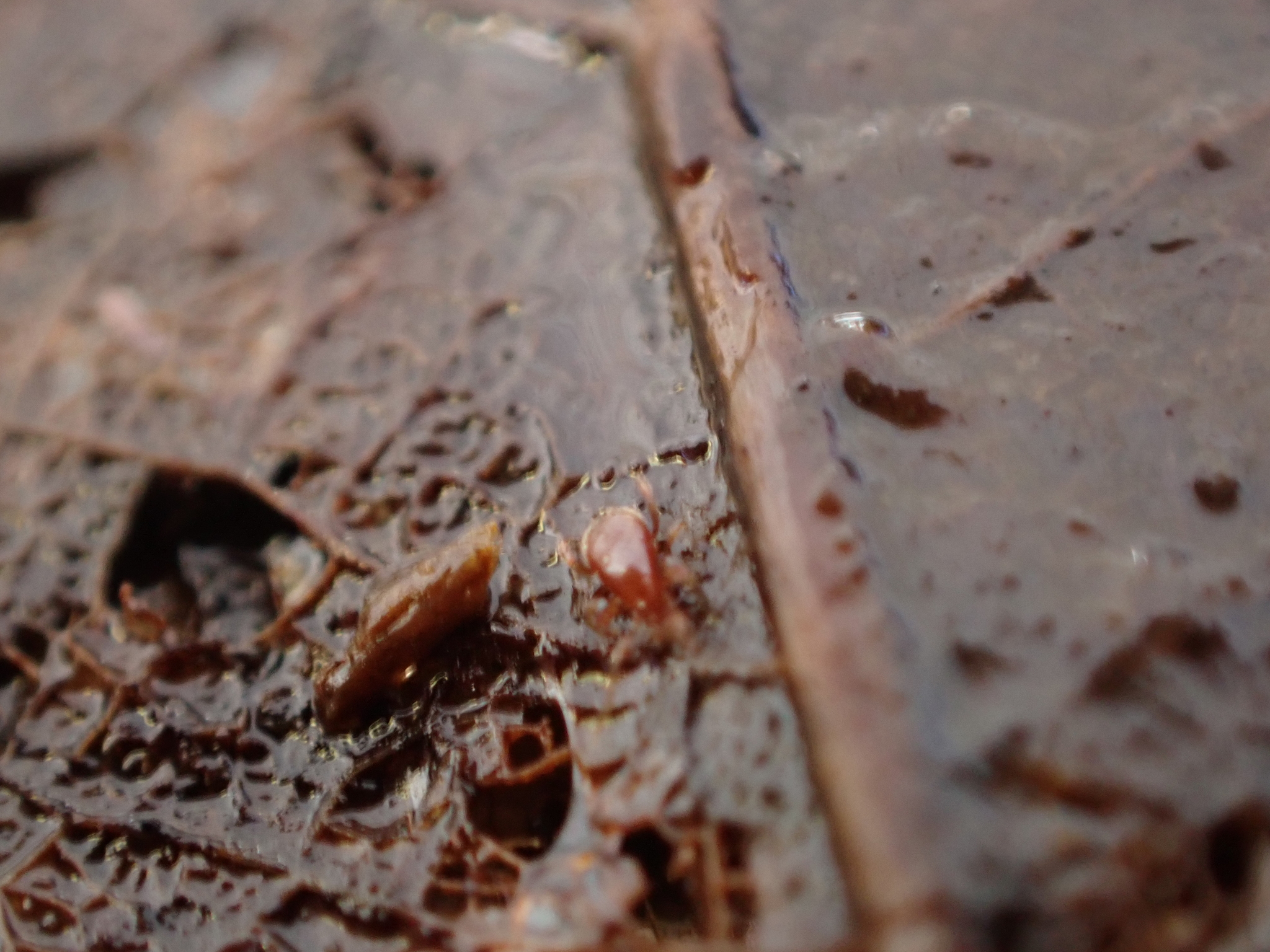 Parasitidae