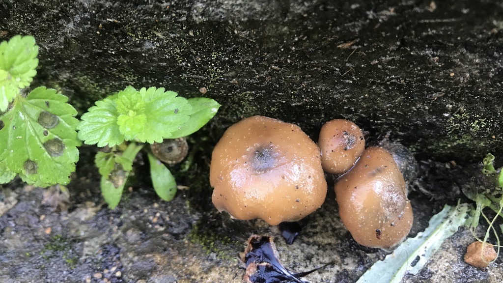 Psilocybe zapotecorum · April 2019 · photo: © debk (iNaturalist, cc-by-nc)