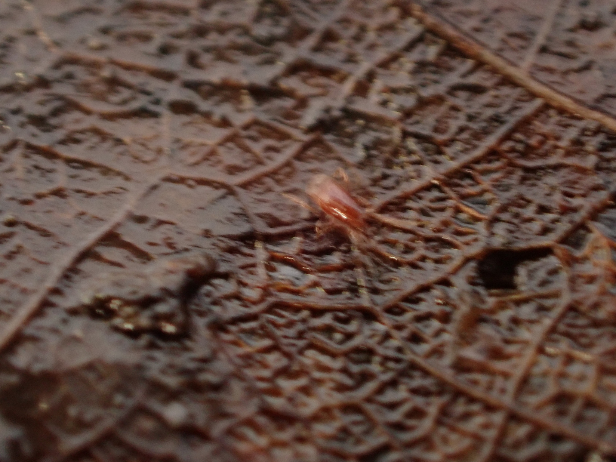 Parasitidae
