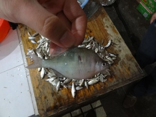 Barbel bitterling (Acheilognathus barbatulus) — Cyprinidae — 5