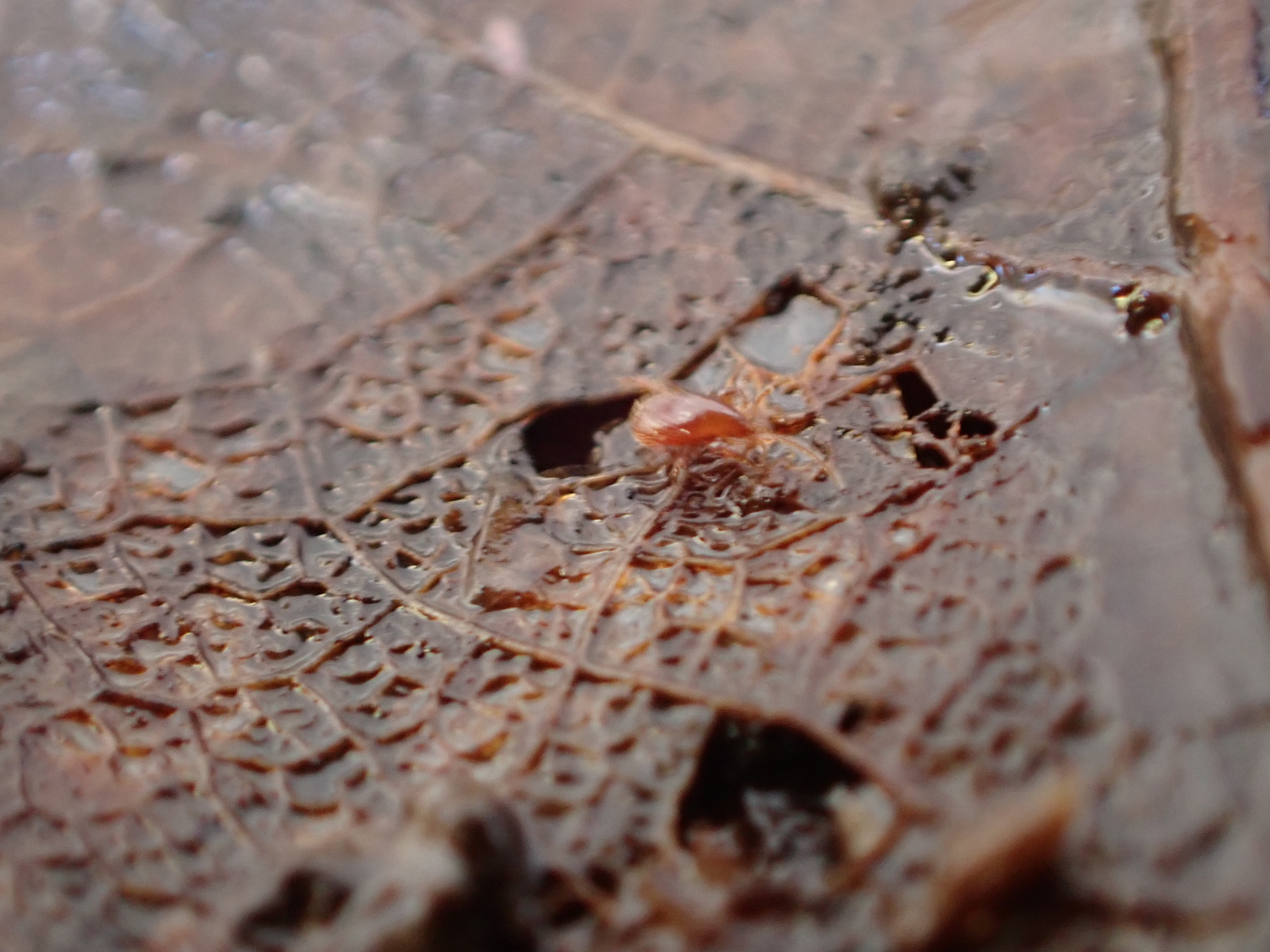 Parasitidae