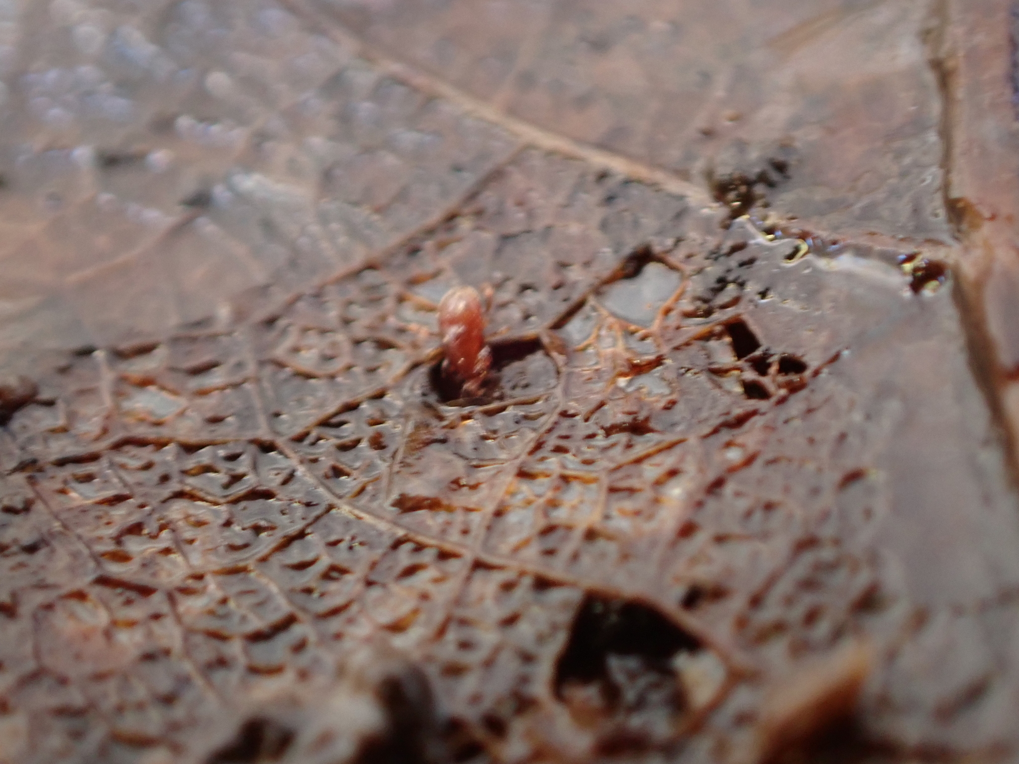 Parasitidae