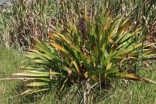 Red Root (Wachendorfia thyrsiflora)