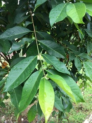 Syzygium polyanthum