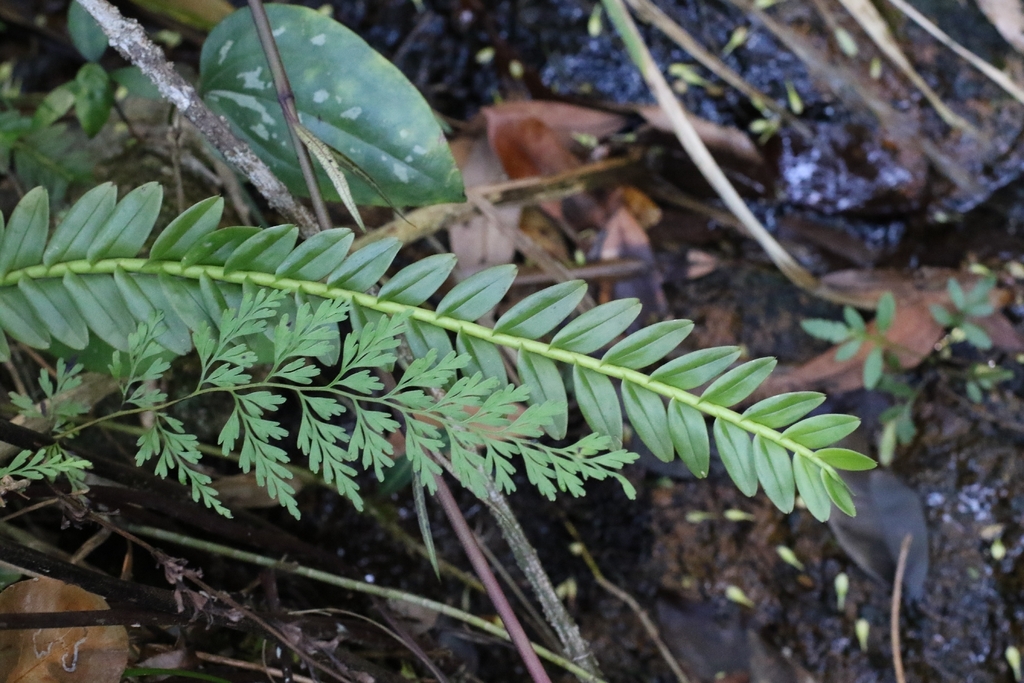 Appendicula cornuta