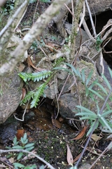 author not stated, no rights reserved Appendicula cornuta, photograph author not stated, no rights reserved