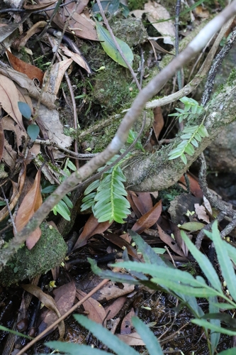 Appendicula cornuta, photograph 2