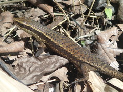Eutropis rudis