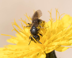 Lasioglossum