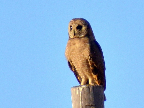 iNaturalist image