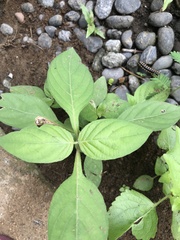 Asystasia gangetica