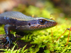 Eutropis rudis